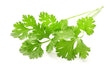 Coriander